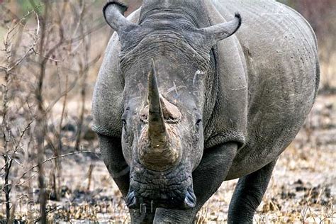 De witte neushoorn in Kruger National Park in het oosten van Zuid-Afrika - Kruger National Park