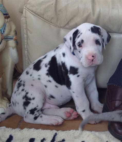 Great Dane Puppies For Sale | Miami, FL #152194 | Petzlover