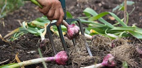 How Many Cloves In A Head of Garlic? Can You Distinguish Between Clove vs Head of Garlic?