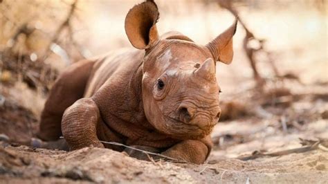 Baby black rhino has incredible routine, pictures show | Baby rhino, Sheldrick wildlife trust, Rhino