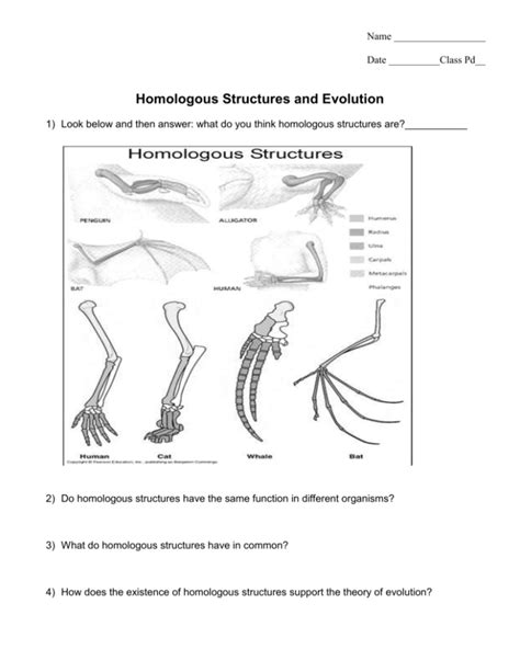 Homologous Structures and Evolution