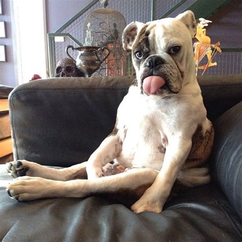 These 20 Goofy Dogs Will Make You Smile | Dog Smiles Just to Make Me ...