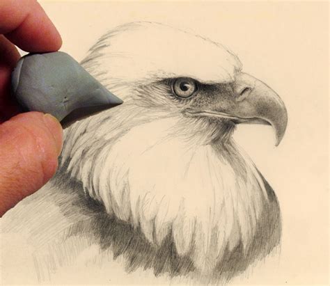 How to draw an eagle head | Mark Bornowski