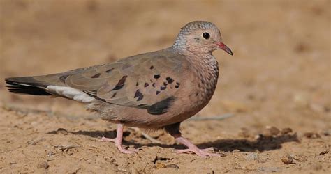 doves for sale in pretoria - Revered Weblog Picture Show