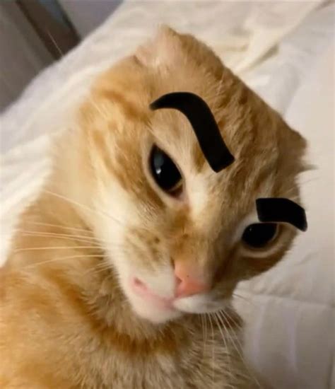 Cat eyebrow raise in 2024 | The rock eyebrow, Cat memes, Rock meme