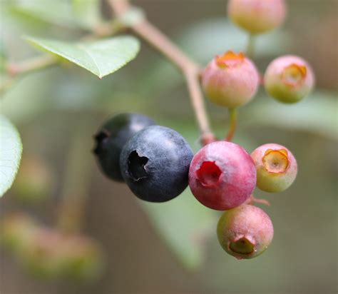 Wild Blueberry Picking for Father's Day | The Survival Gardener