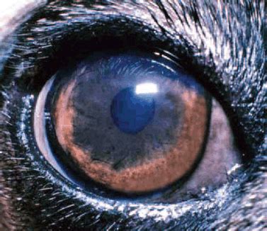 Cataracts and cataract surgery in the dog by Denise Moore - British ...