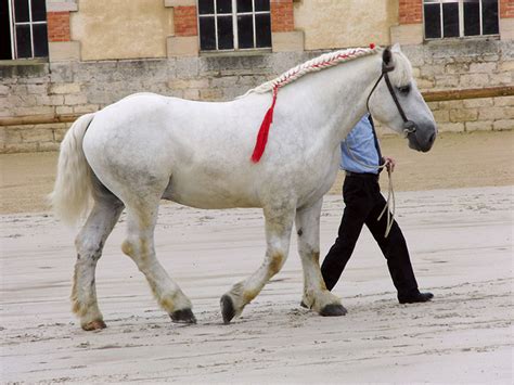 Percheron Horses | Oklahoma State University