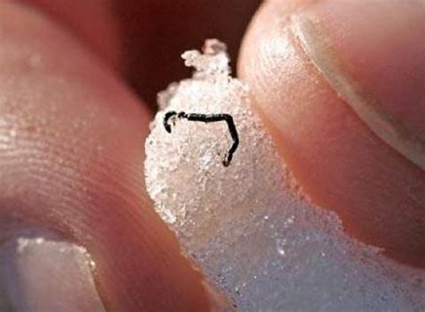 Bacteria key to ice worm survival | Earth | EarthSky