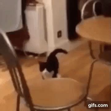 Cat Dancing GIF - Cat Dancing Walking - Discover & Share GIFs