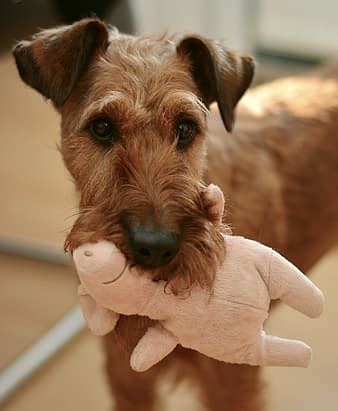 dogs, mammals, play, race, pet, animal portrait, animal, domestic dog, tongue, friend, nose ...