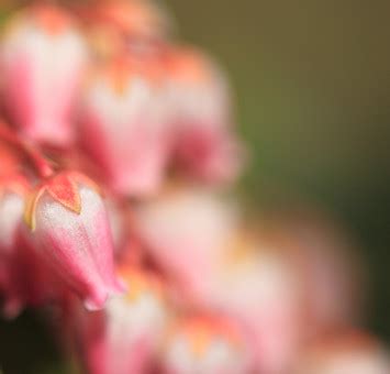 Free Images : blossom, leaf, spiral, flower, petal, high, pink, flora ...