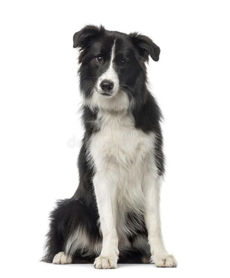 Black and white Border Collie sitting, 8 months old. Isolated on white ...