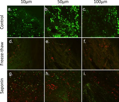 Assessment of TM cell viability by calcein AM/PI co-labelling. Viable... | Download Scientific ...