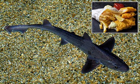 Fish and chips shops are serving endangered SHARKS to unsuspecting customers | Daily Mail Online