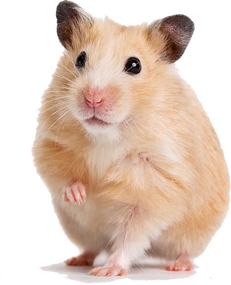 Download Transparent Gerbil Png - Syrian Hamster - ClipartKey