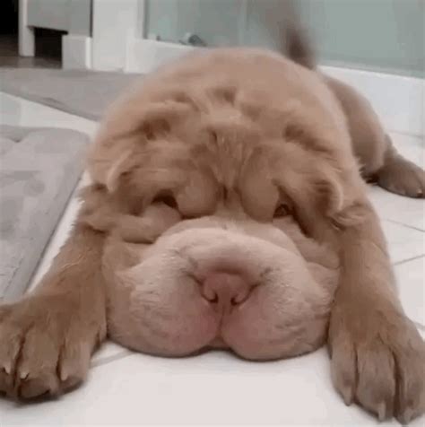 This Ridiculously Cute Puppy Looks Like A Dog/Teddy Bear Hybrid Shar Pei Puppies, Cute Puppies ...