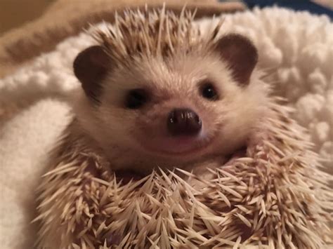 Look at that smile | Cute hedgehog, Cute animals, Baby hedgehog