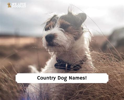 The 113 Best Country Dog Names!