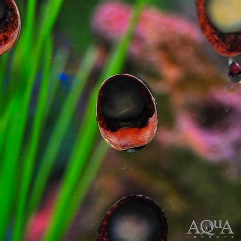 Red Lip Nerite Snail (Neritina violacea) - Aqua Imports