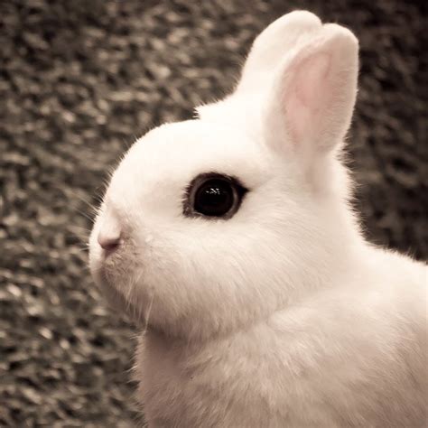 Dwarf Hotot Rabbit Health, Care, Feeding, Temperament, and Coat ...