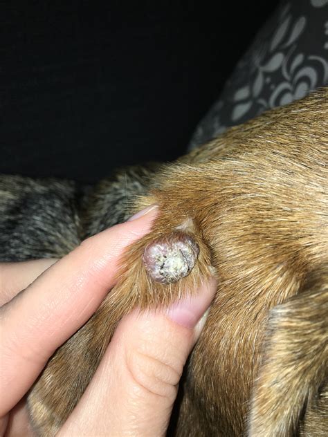 I’m pretty sure my dog has a wart on his ear. Wondering if im able to send a picture to confirm ...