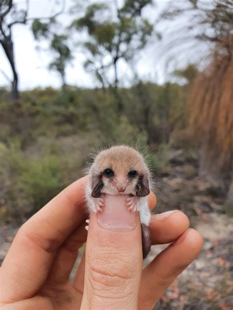 Australia's Western Pygmy Possum : r/aww