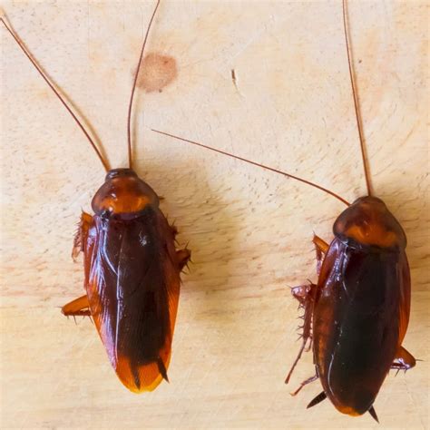 Pest ID - Smoky Brown Cockroach - Proactive Pest Control