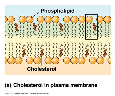 Cholesterol is a lipid molecule. It helps with providing stability to the exterior of the cell ...