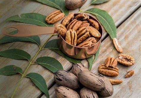 Pecan Health Benefits by the Handful – American Pecans