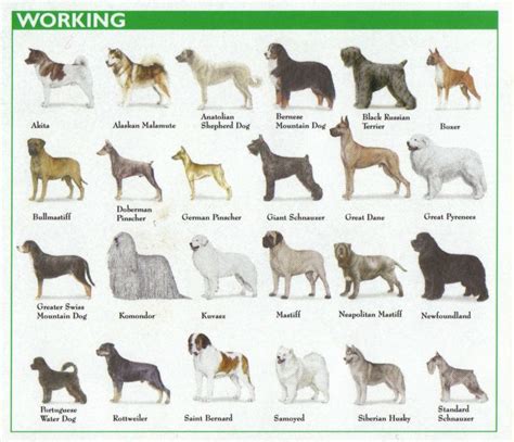 Terrier Breeds Chart | Dog breeds, Dog breeds chart, Terrier breeds