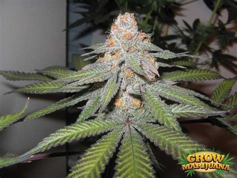 Purple Urkle | Purple Urkle seeds | Grow-Marijuana.com