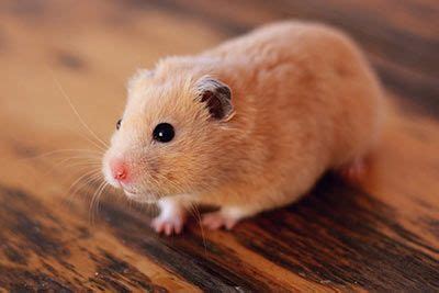 Dominant Spot Hamster » Pet Profile: Cage, Food, Lifespan