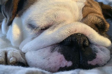 British Bulldog Puppy Sleeping Stock Image - Image of british, sitting: 138645485