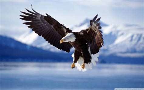 Eagles 4K Ultra HD Wallpapers - Top Free Eagles 4K Ultra HD Backgrounds - WallpaperAccess