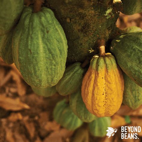Beyond Beans Foundation on LinkedIn: Are you passionate about sustainable cocoa? Do you thrive ...