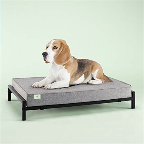 Elevated Dog Beds | The Best Dog Beds to Put Your Pup on a Pedestal