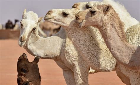 Saudi Camel Beauty Pageant Reels Under Cosmetic Surgery, Botox Charges