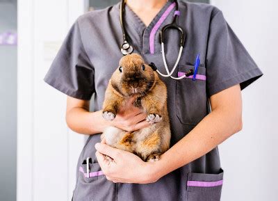 Vets That Treat Exotic Pets Near Me - PetsWall