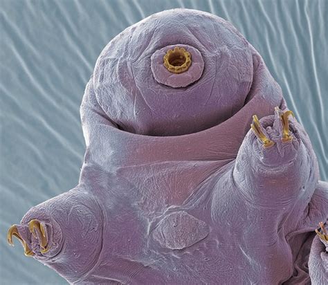 Tardigrades, an Unlikely Sleeping Beauty - Scientific American