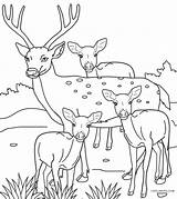 Free Printable Deer Coloring Pages For Kids  Cool2bKids sketch template
