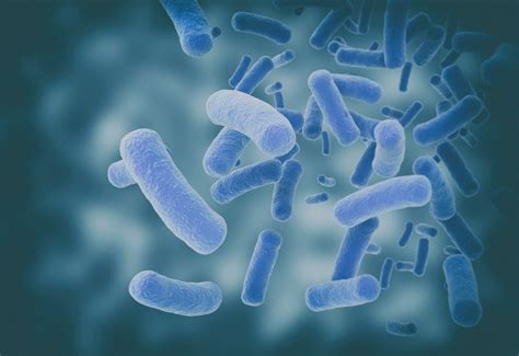 Bacteria, Fungi in Central Nervous System Might Be Related to Onset of ALS - ALS News Today Forums