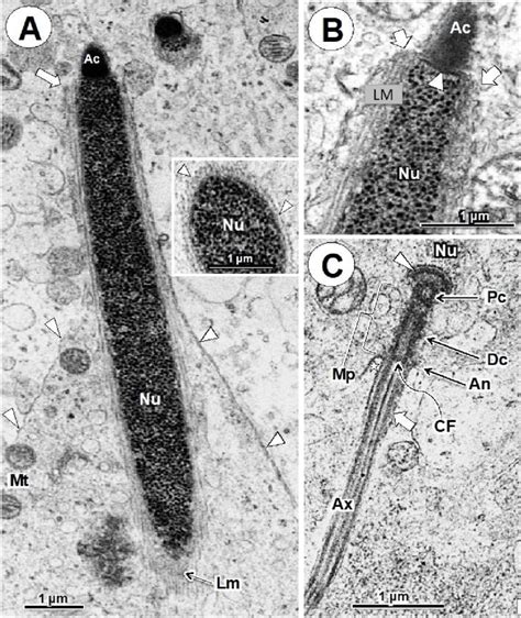 Step 8 spermatids. A. The spermatid nucleus (Nu) is further elongated ...