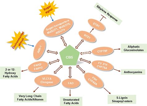 Frontiers | Cytochrome b5: A versatile electron carrier and regulator ...