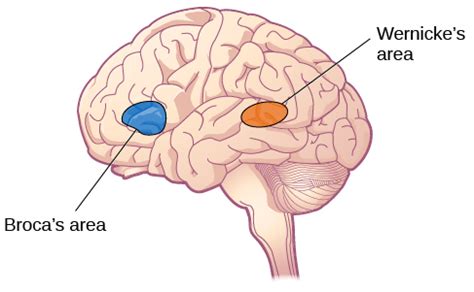 WHAT IS LANGUAGE? WHAT ARE BROCA'S AND WERNICKE'S AREAS? - English Language Teaching Notes