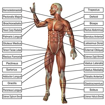 😍 Human anatomy diagram. Human Organs & Anatomy Diagram. 2019-01-19