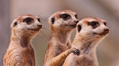 Meerkats - Meerkats Wallpaper (39057430) - Fanpop