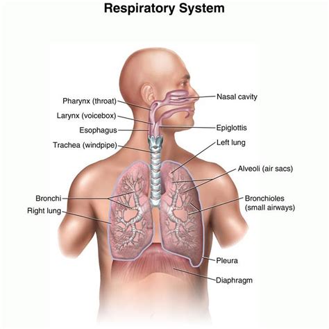 Diseases Treatment: Pleurisy Treatment