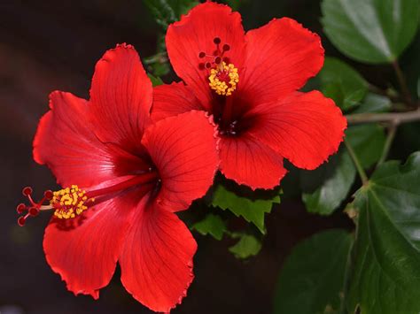 Hibiscus rosa-sinensis - China Rose | World of Flowering Plants