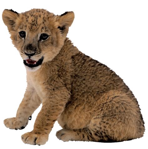 Cute Lion Cub Png Free Image Png All Png All | The Best Porn Website